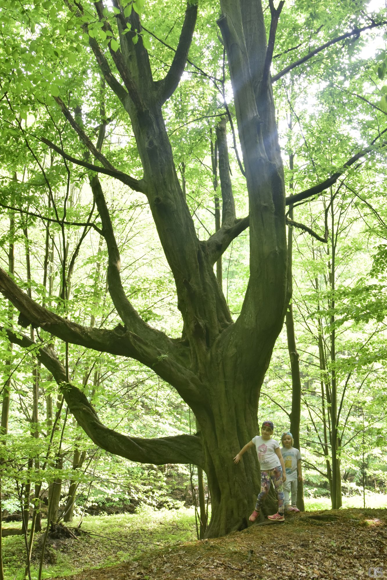 Sciezka Hochbergow 34.jpg